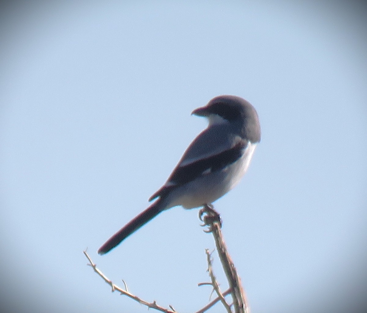 Loggerhead Shrike - ML645866017