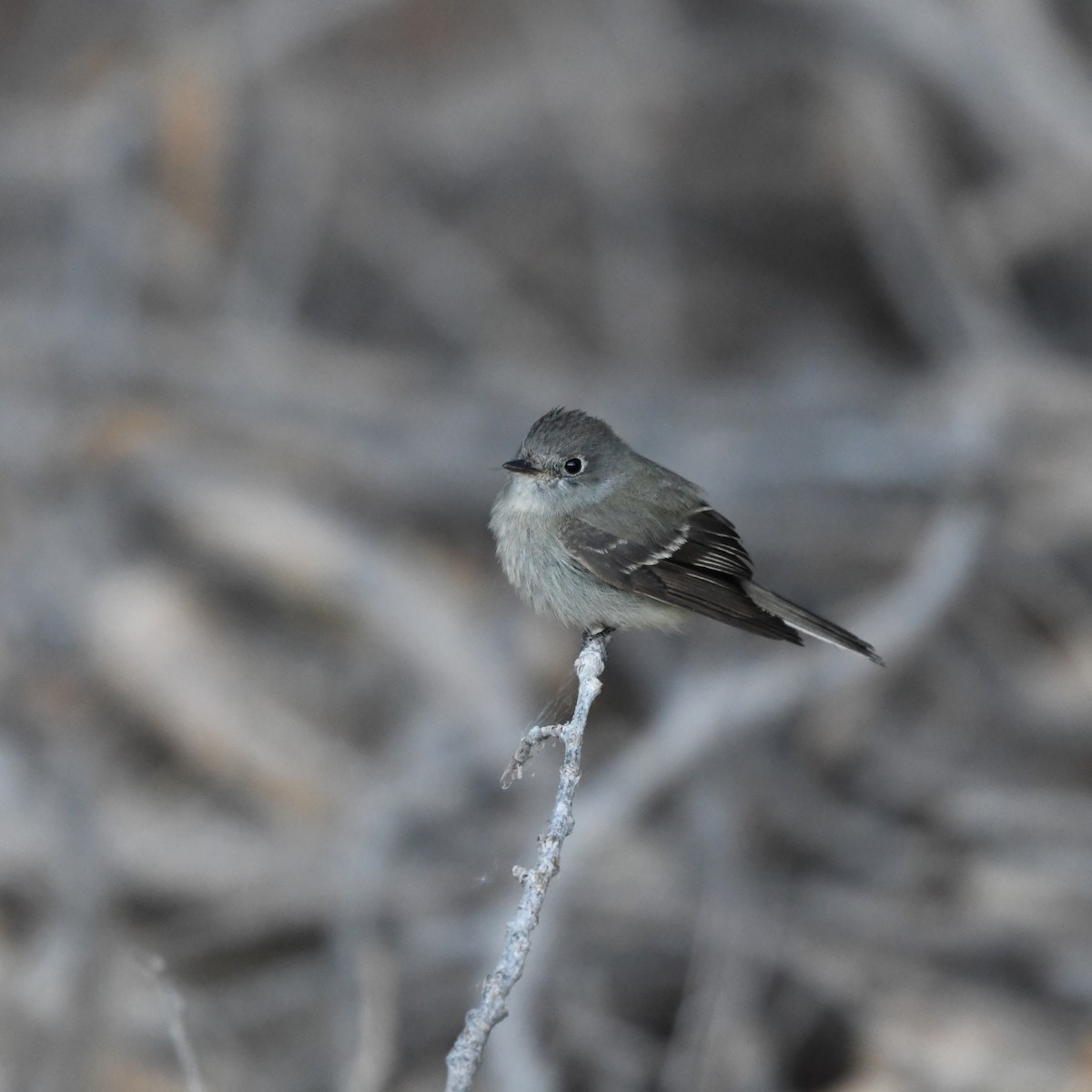 Hammond's Flycatcher - ML645866019