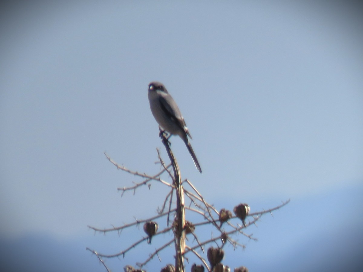 Loggerhead Shrike - ML645866021