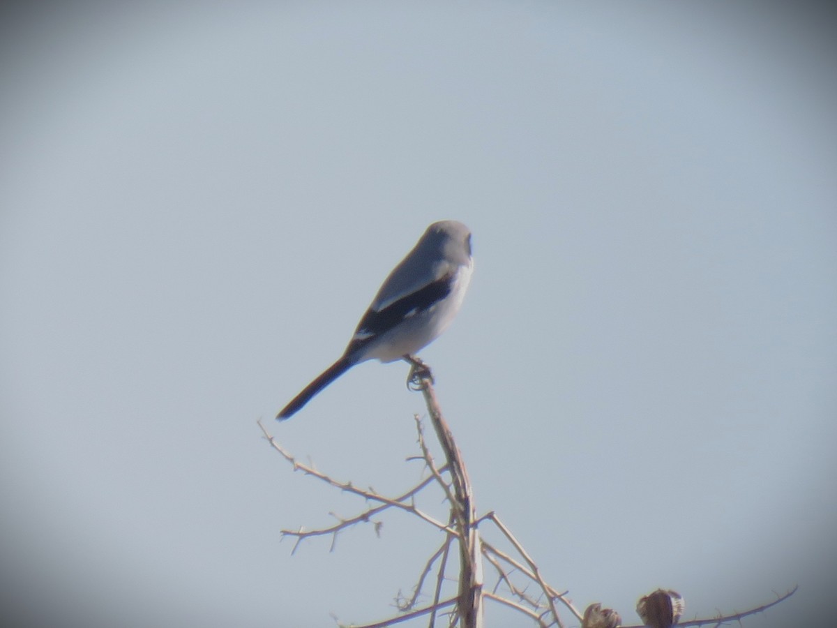 Loggerhead Shrike - ML645866023