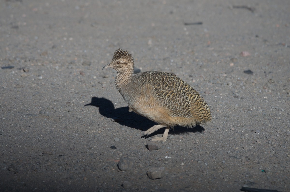 tinama zdobená - ML645866029