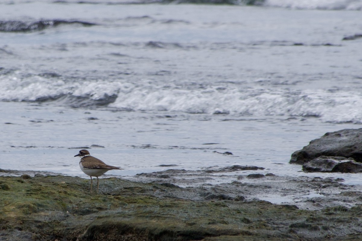 kulík rezavoocasý - ML645866030