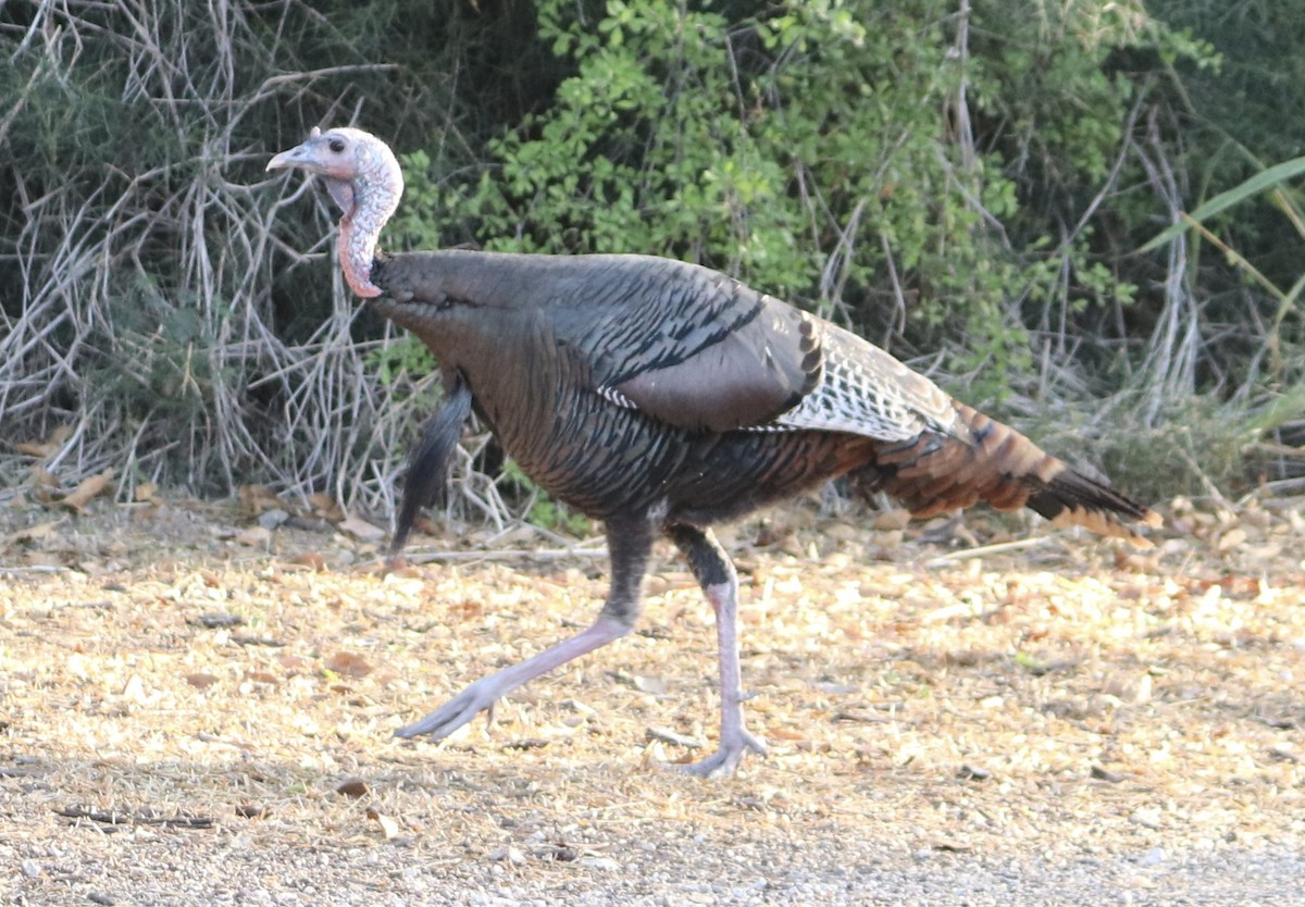 Wild Turkey - ML645866032