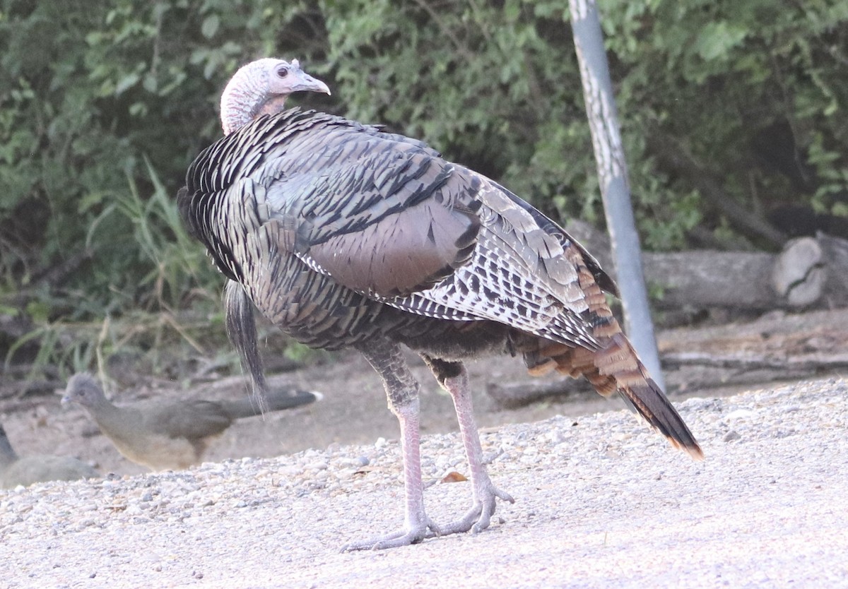 Wild Turkey - ML645866033