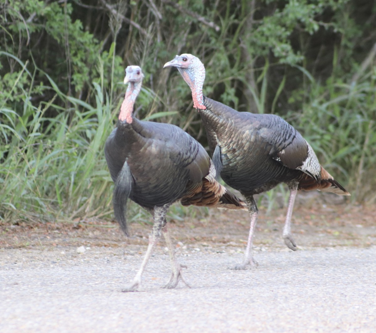 Wild Turkey - ML645866034