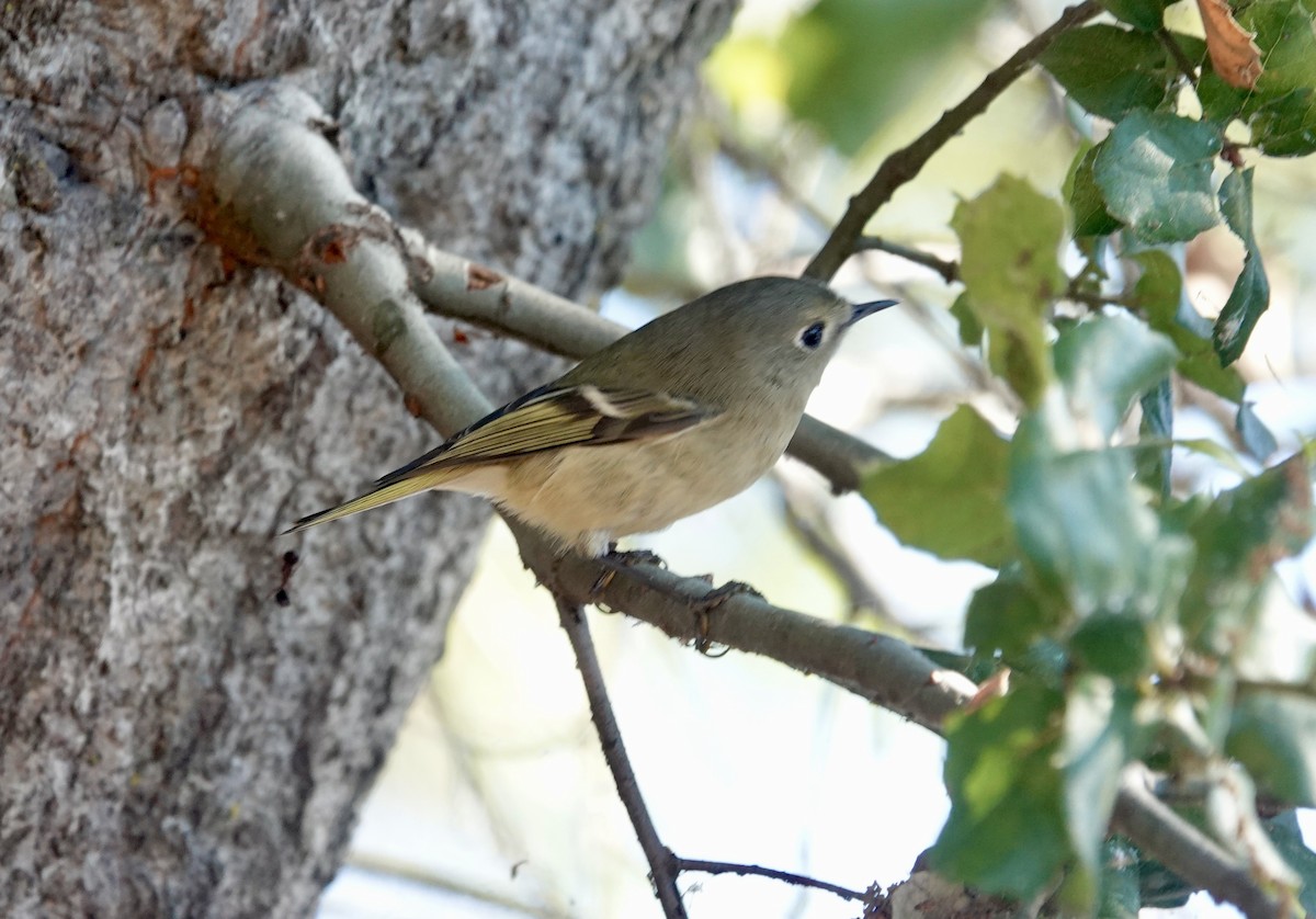 králíček americký - ML645866037