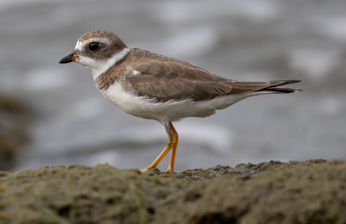 Semipalmated Plover - ML645866041