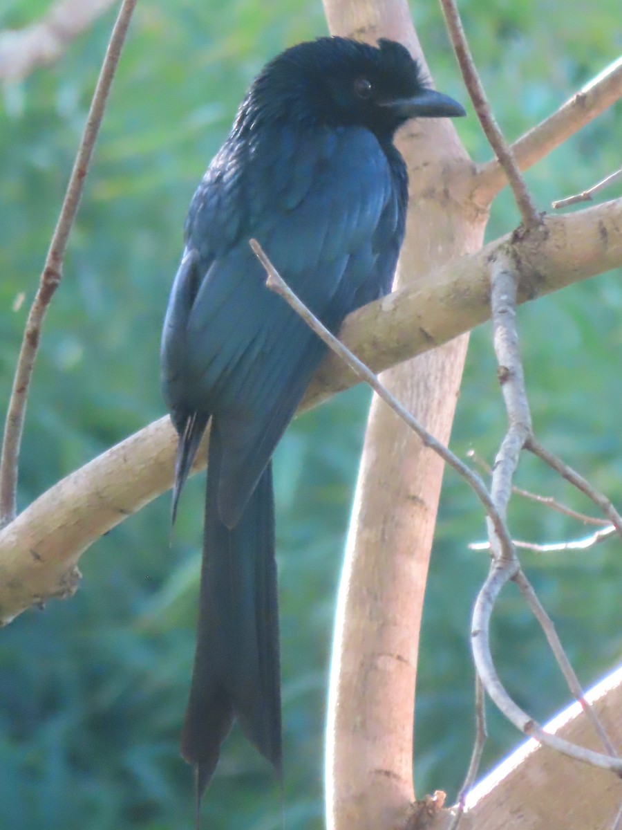 Greater Racket-tailed Drongo - ML645866043