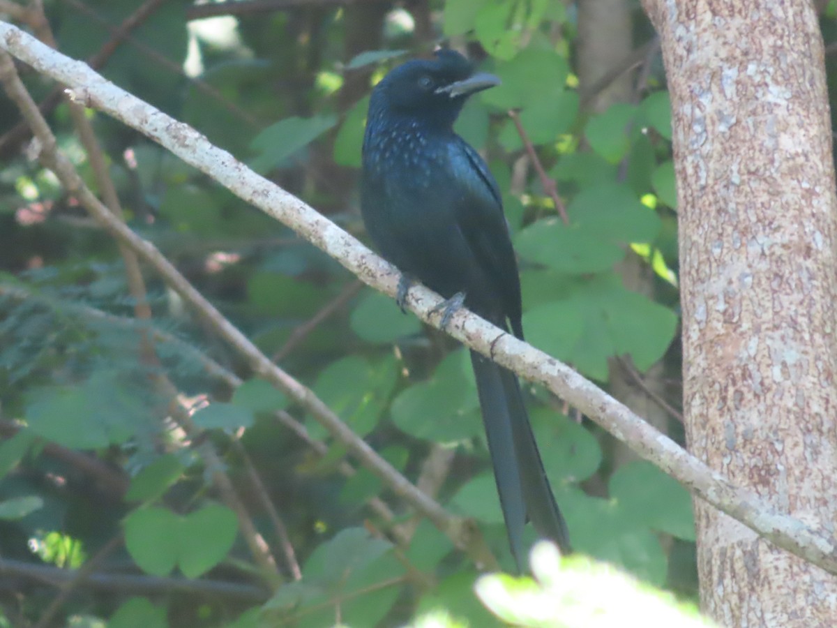Greater Racket-tailed Drongo - ML645866044