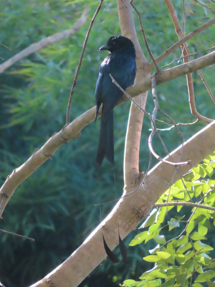 Greater Racket-tailed Drongo - ML645866045