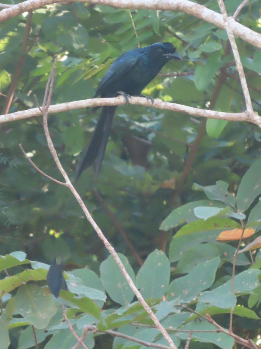 Greater Racket-tailed Drongo - ML645866046