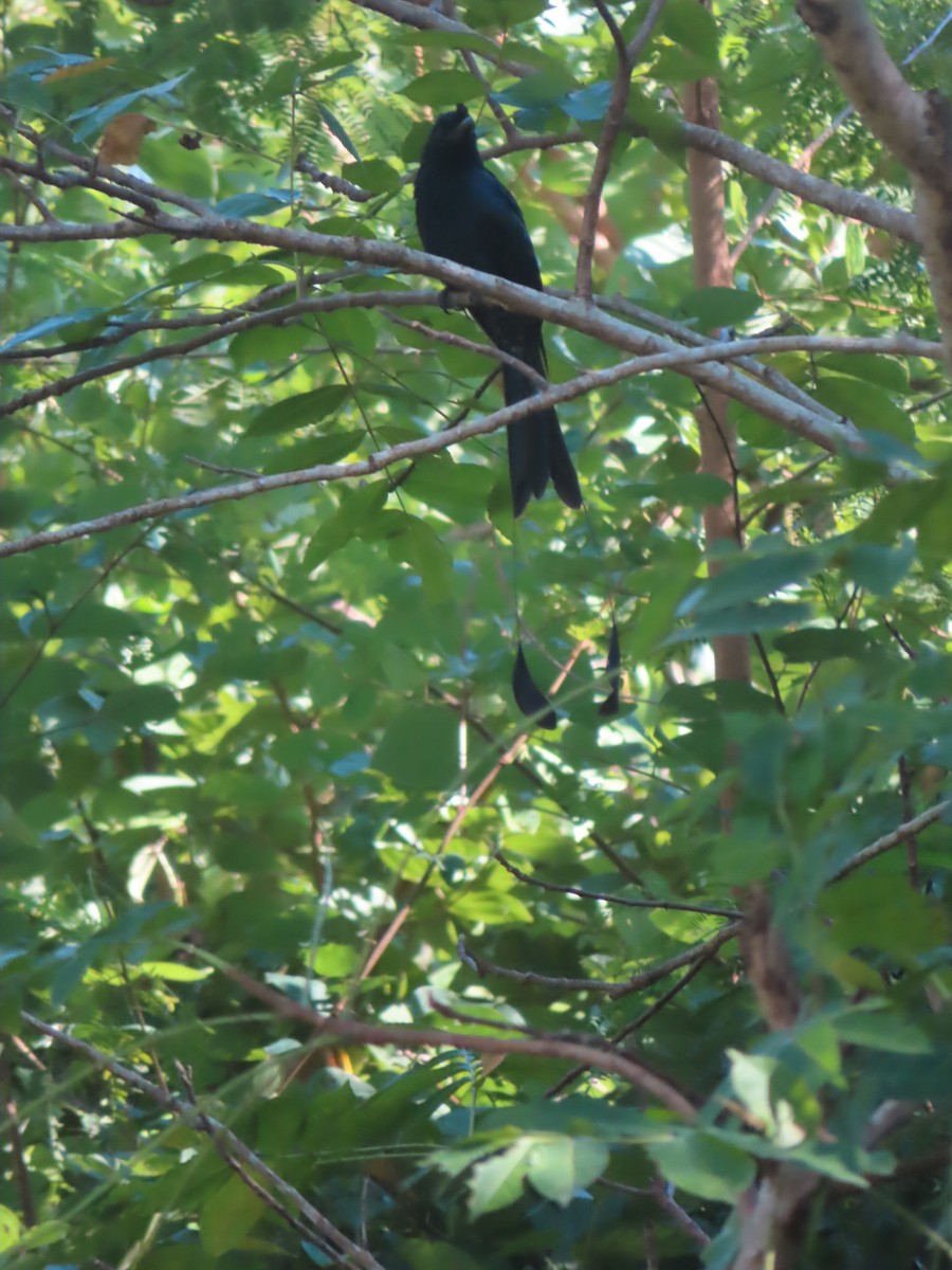 Greater Racket-tailed Drongo - ML645866048