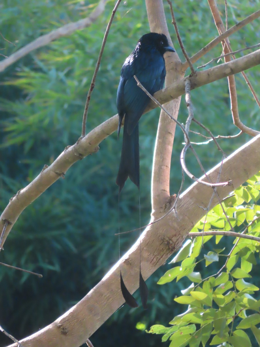 Greater Racket-tailed Drongo - ML645866049