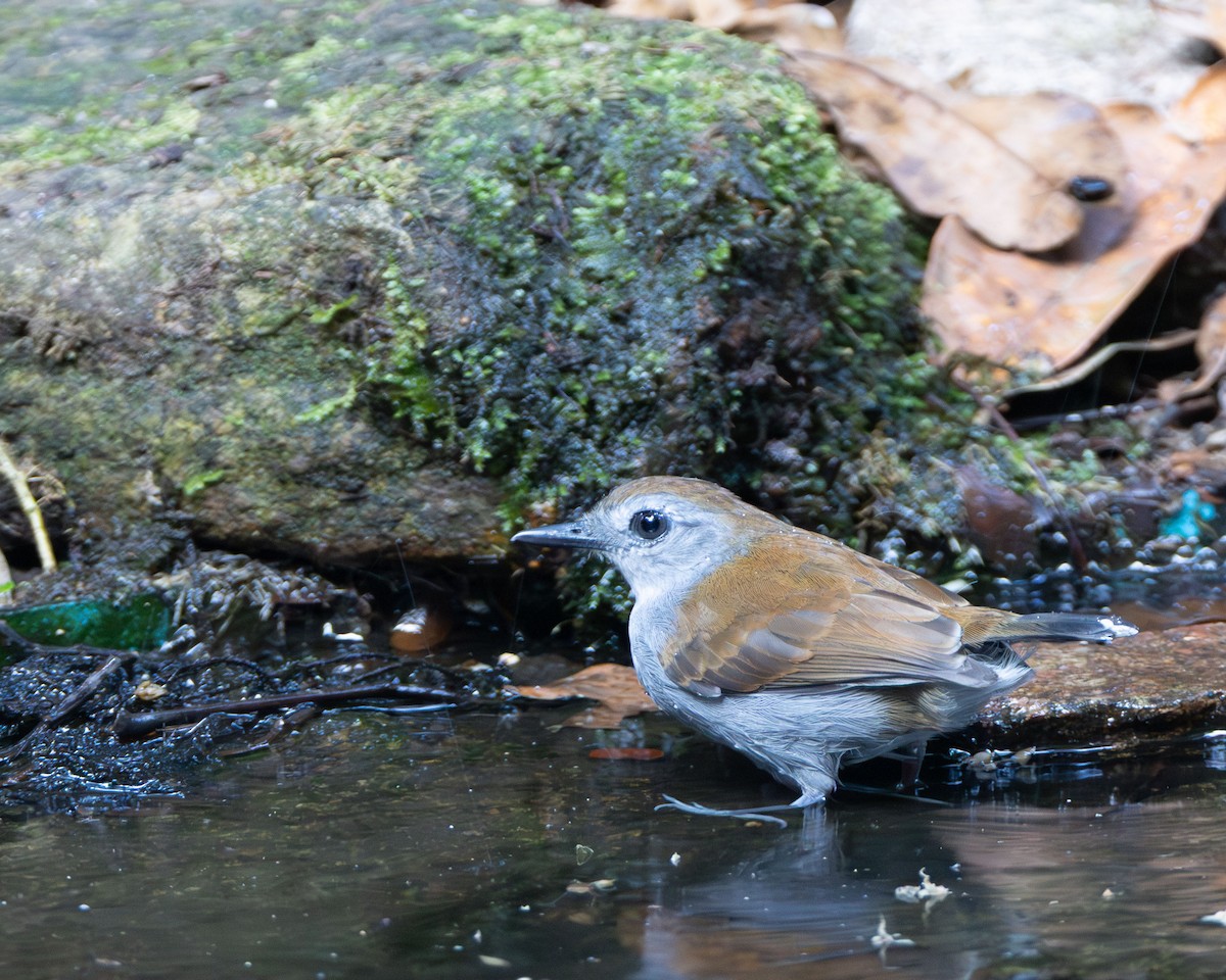 Xingu Scale-backed Antbird - ML645866055
