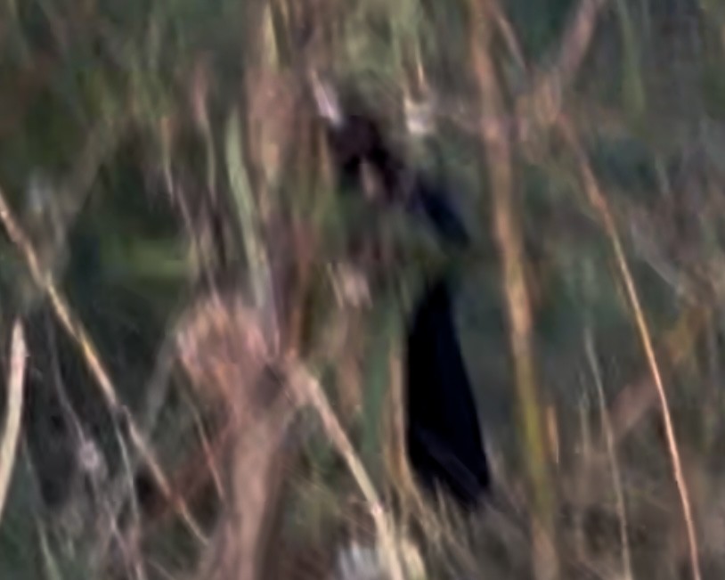 Groove-billed Ani - ML645866061