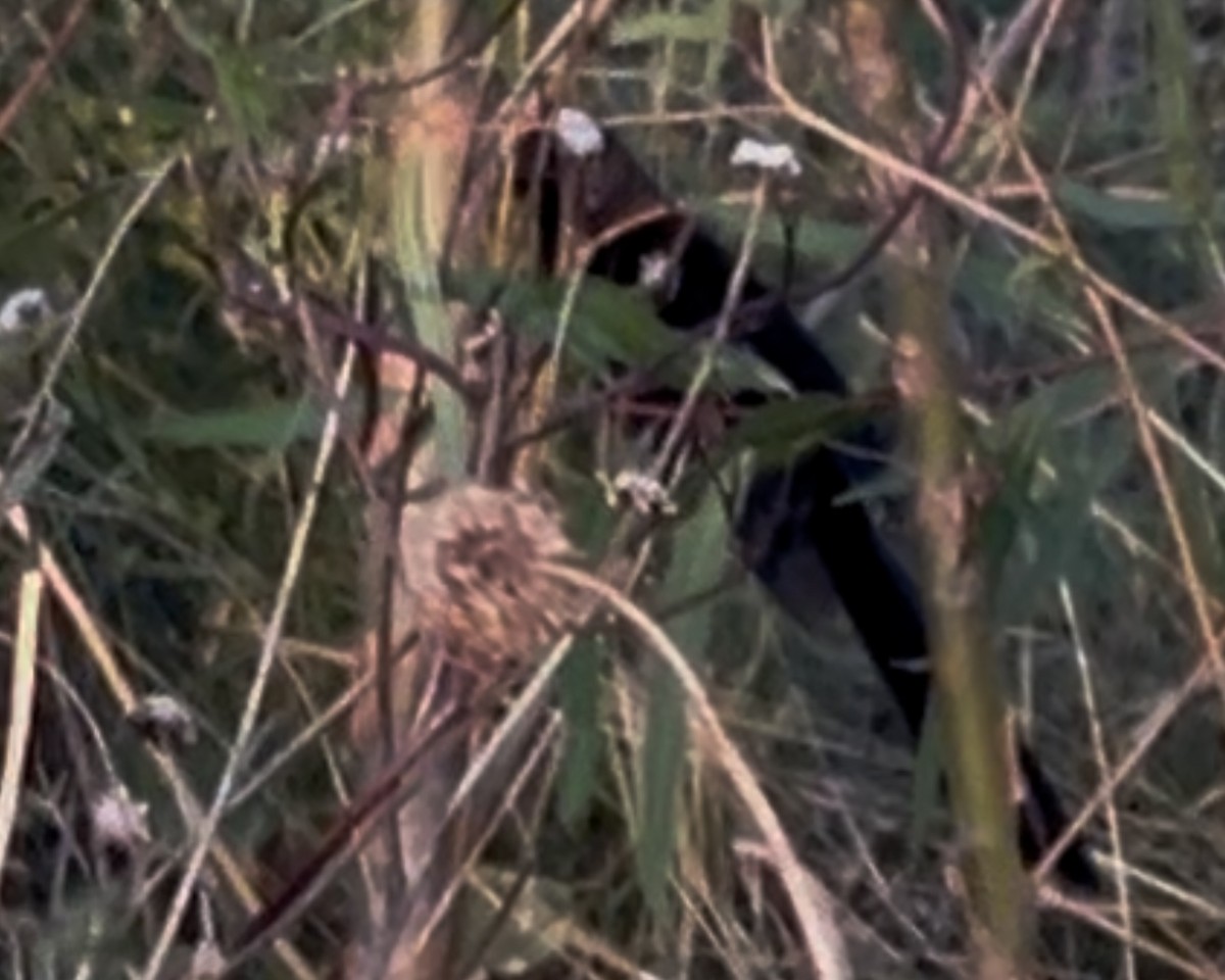 Groove-billed Ani - ML645866062