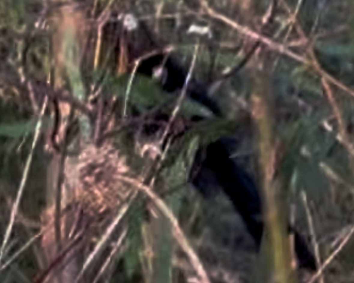 Groove-billed Ani - ML645866063