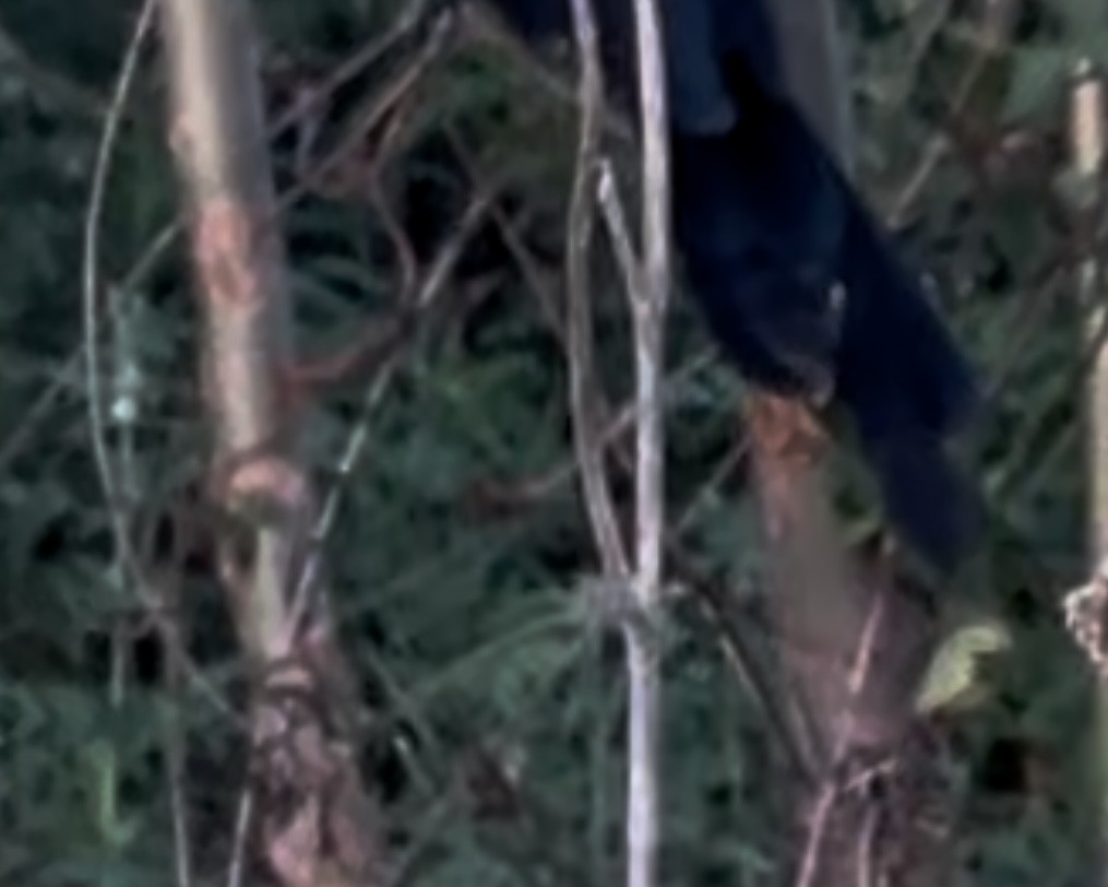 Groove-billed Ani - ML645866064