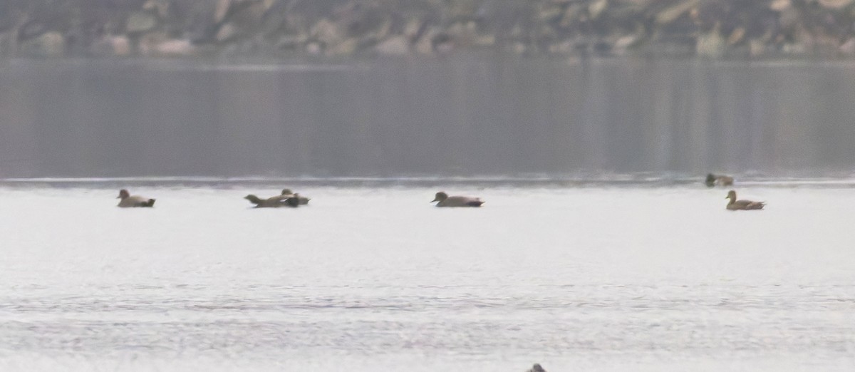 Boz Ördek - ML645866073