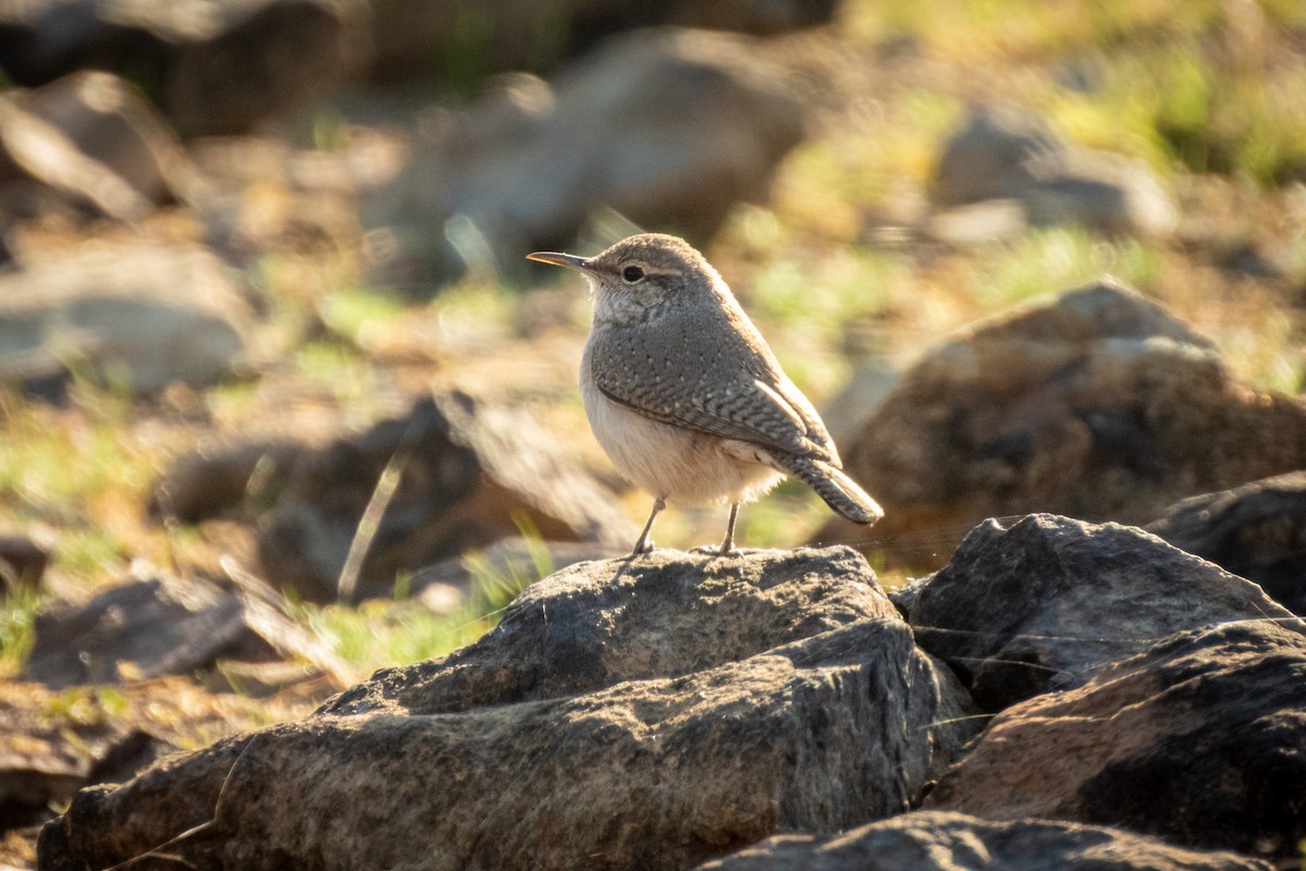 Rock Wren - ML645866078