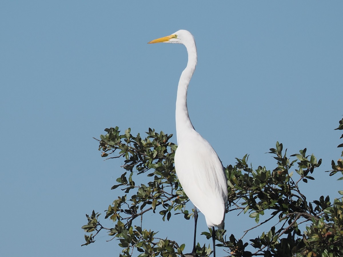 Great Egret - ML645866080