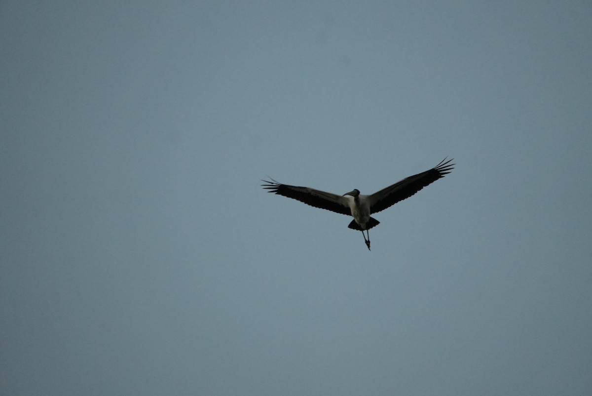 Wood Stork - ML645866083