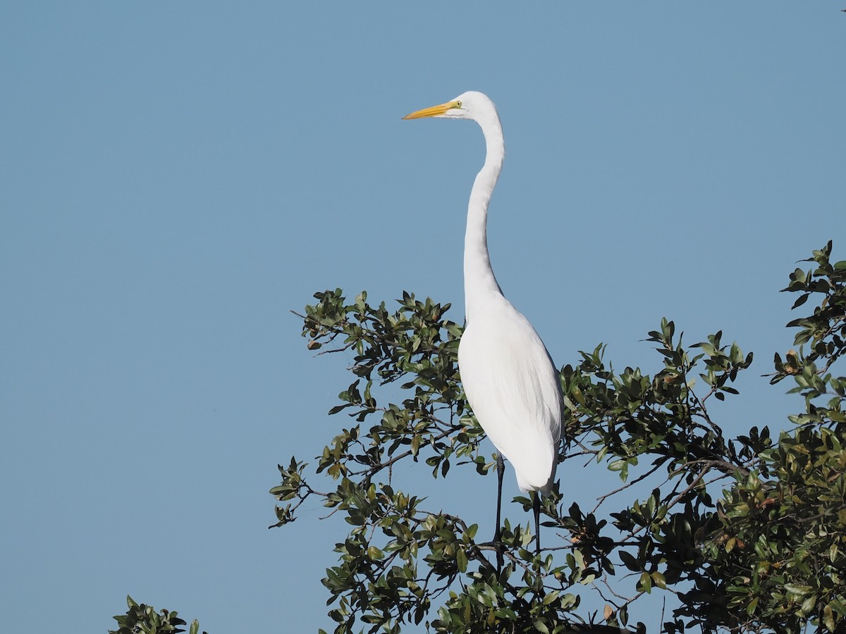 Great Egret - ML645866085