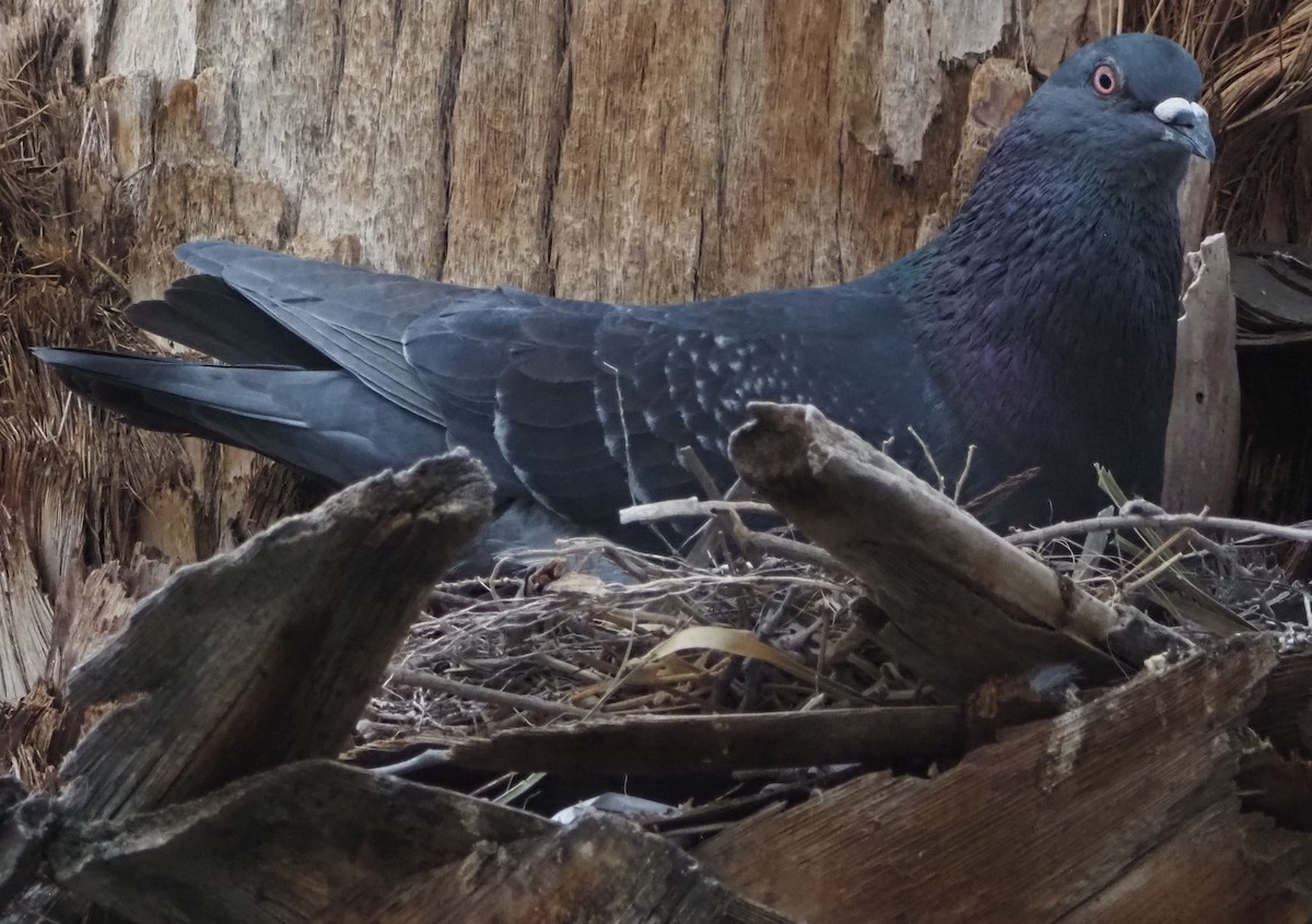 Kaya Güvercini (evcil tip) - ML645866091