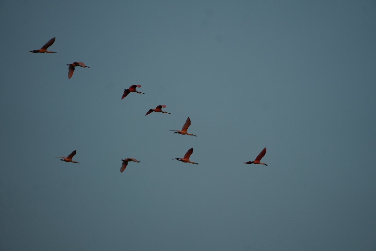 Roseate Spoonbill - ML645866096