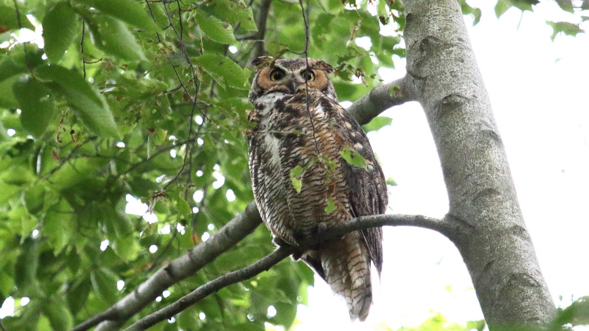 Great Horned Owl - ML645866097