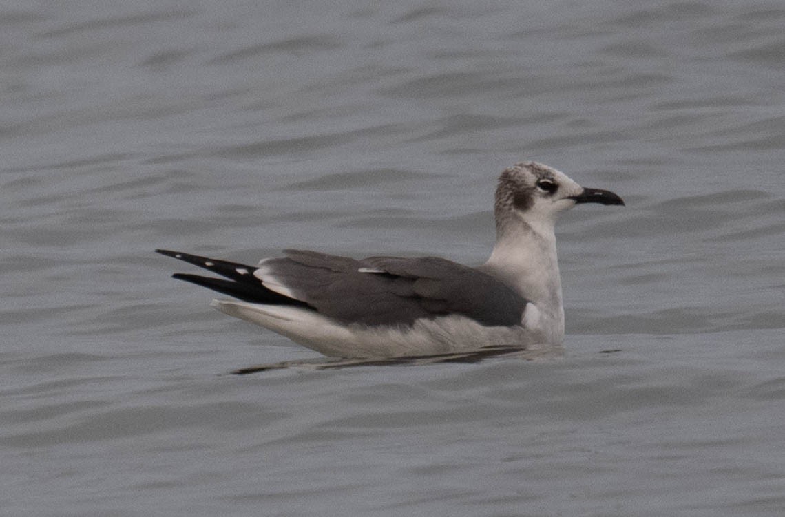 Gabbiano sghignazzante - ML645866098