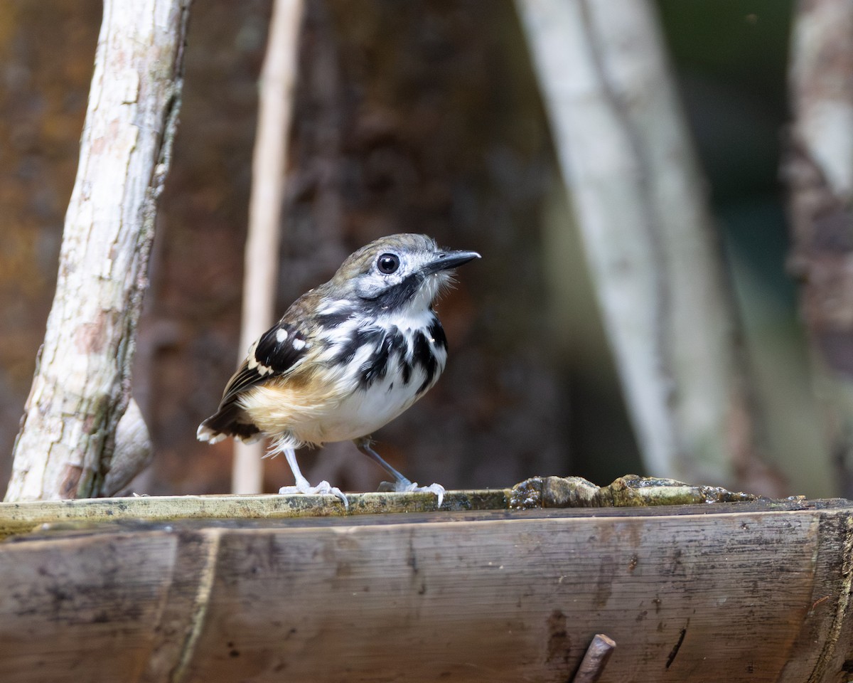 Dot-backed Antbird - ML645866101
