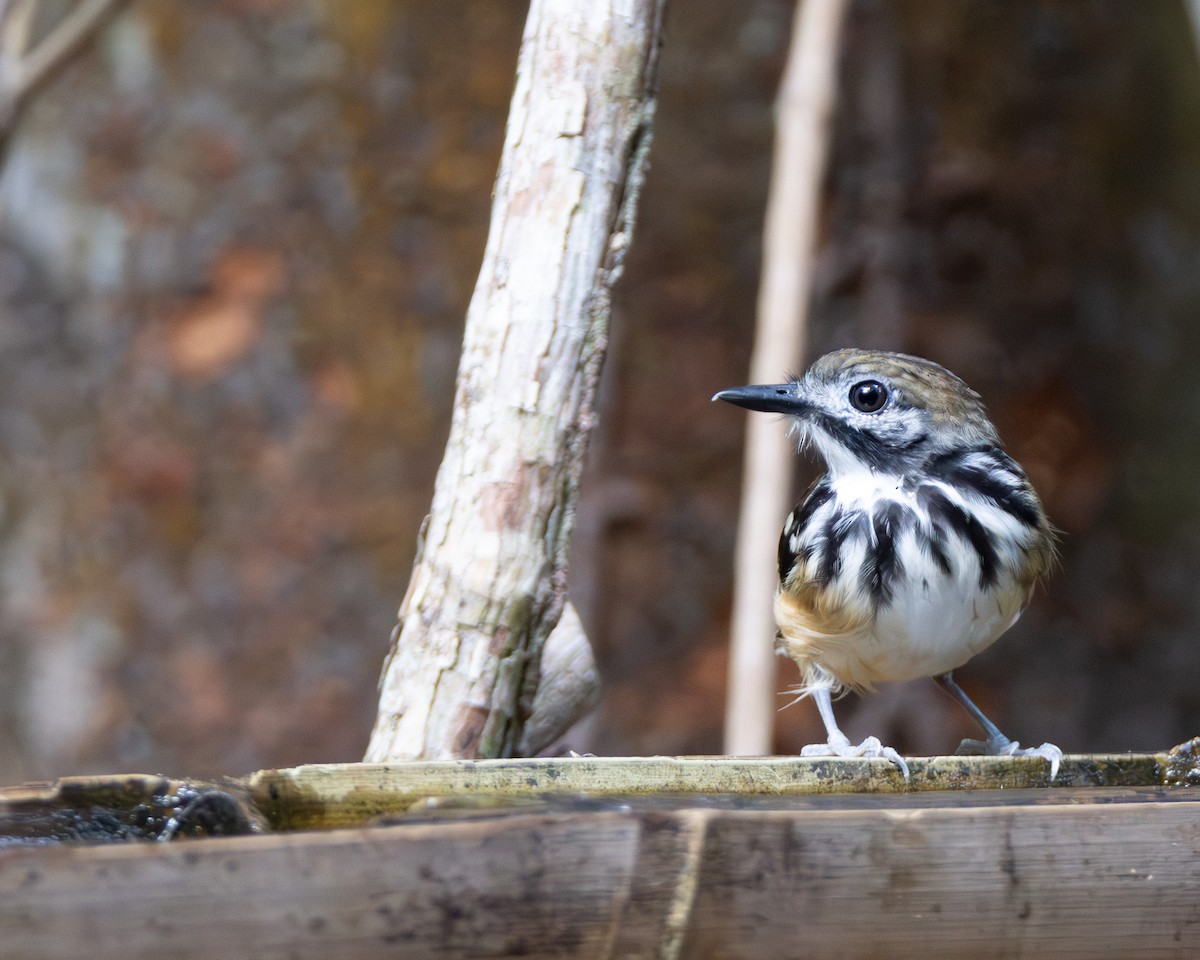 Dot-backed Antbird - ML645866102