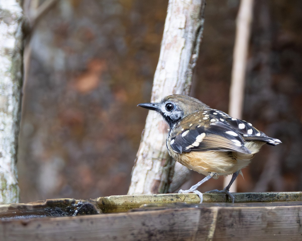 Dot-backed Antbird - ML645866103