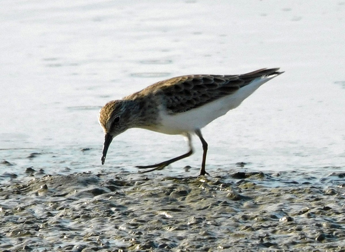 Least Sandpiper - ML645866105