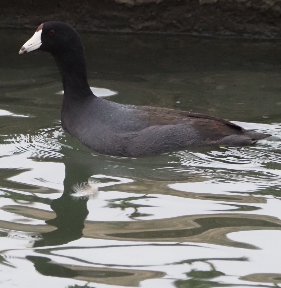 American Coot - ML645866106