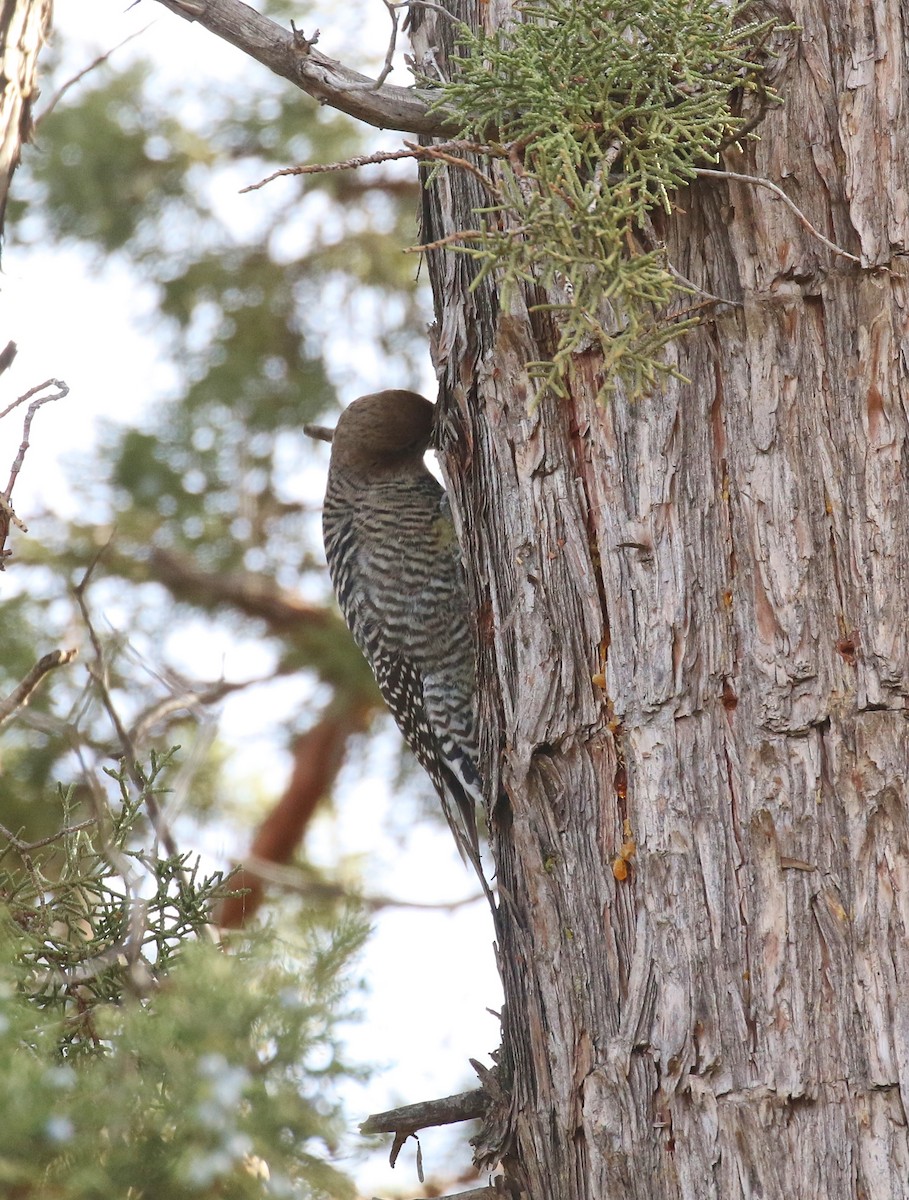 Williamson's Sapsucker - ML645866108
