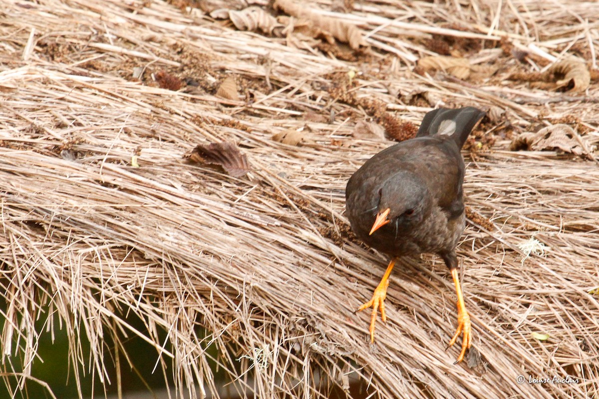 Great Thrush - ML645866109