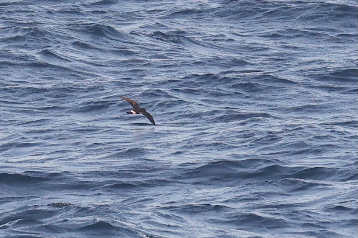 Band-rumped Storm-Petrel (Darwin's) - ML645866110