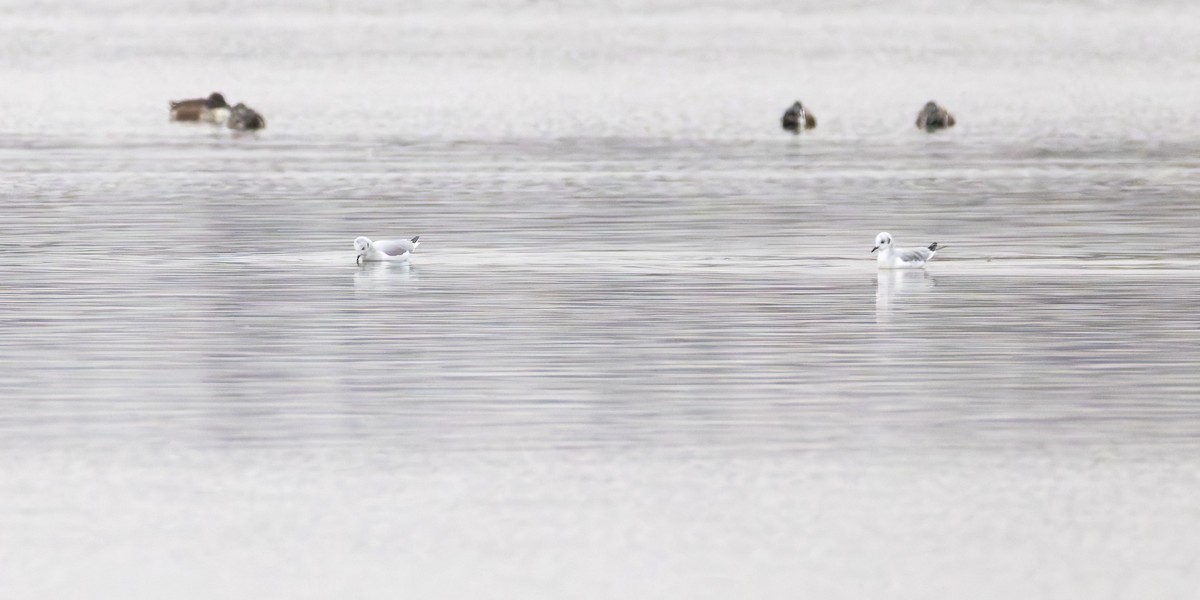 Bonaparte's Gull - ML645866112