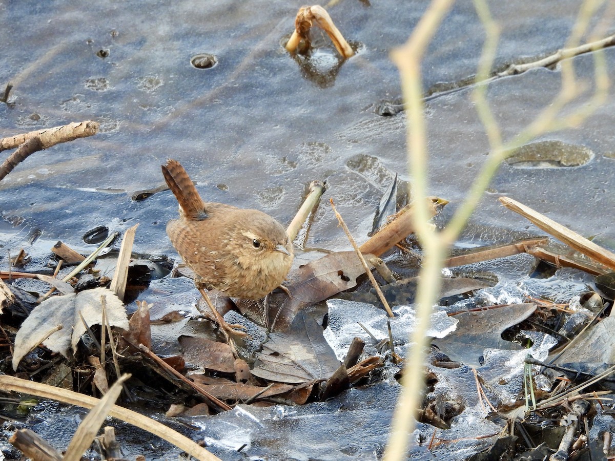 Winter Wren - ML645866113