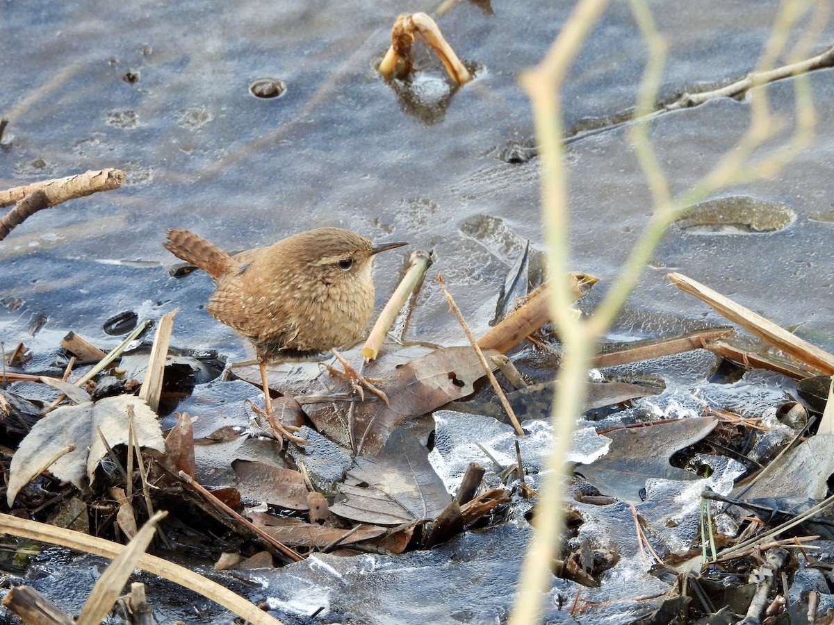 Winter Wren - ML645866114