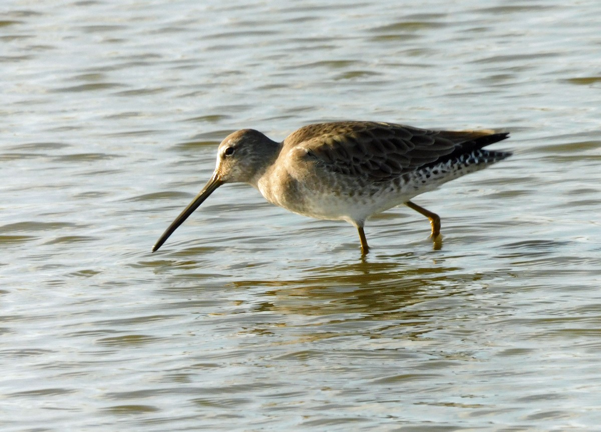 Short-billed/Long-billed Dowitcher - ML645866115