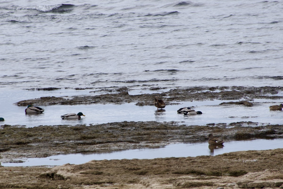 Mallard - ML645866116