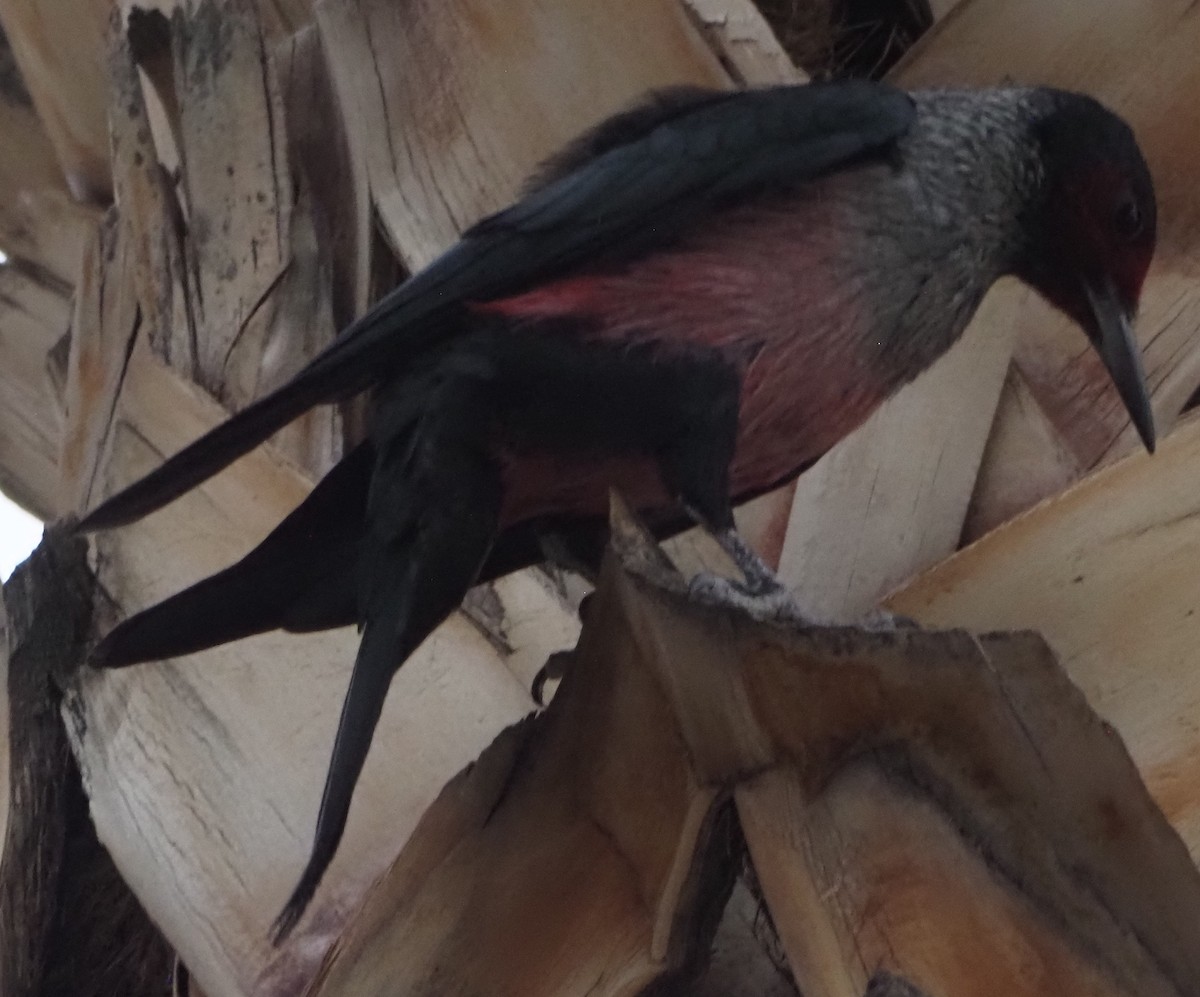 Lewis's Woodpecker - ML645866117