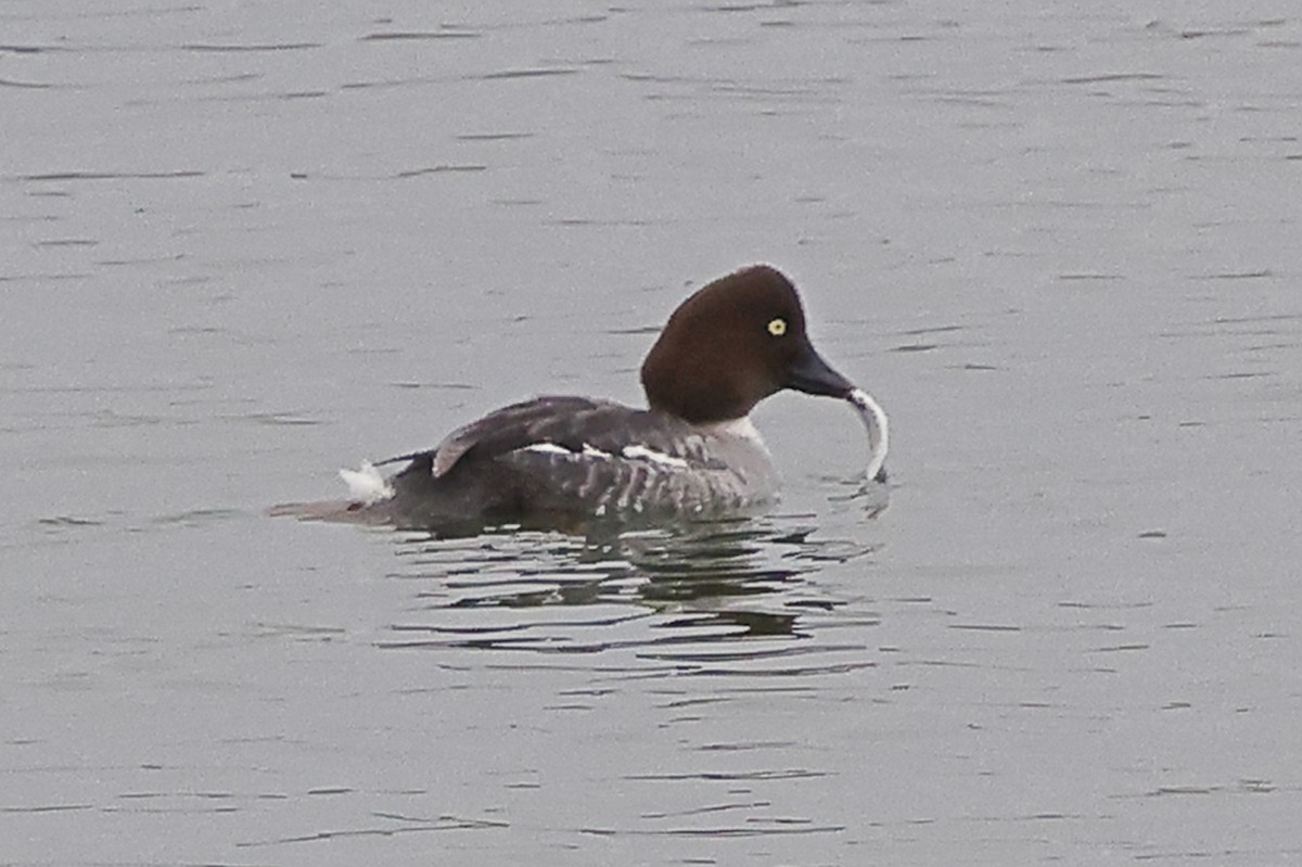 Common Goldeneye - ML645866119
