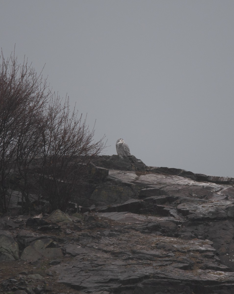 Snowy Owl - ML645866120