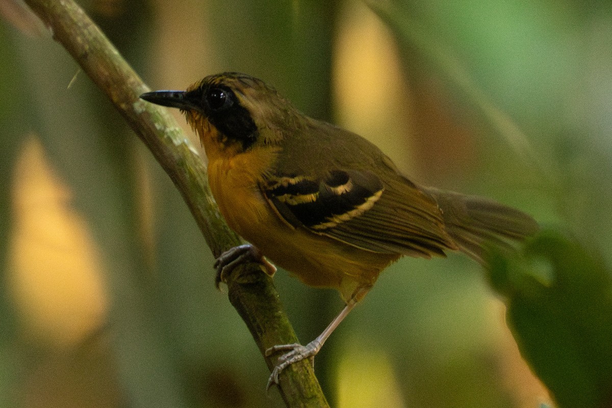 Black-faced Antbird - ML645866121