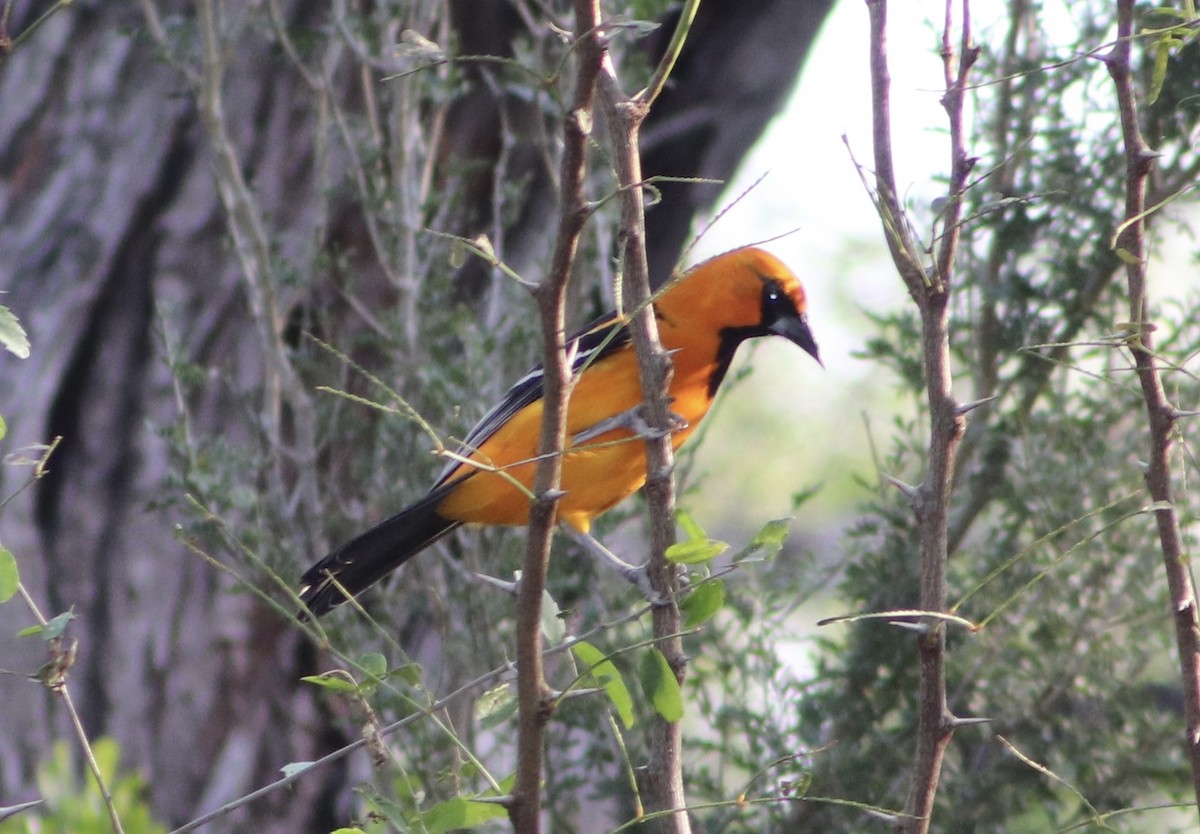 Ruby-throated Hummingbird - ML645866122