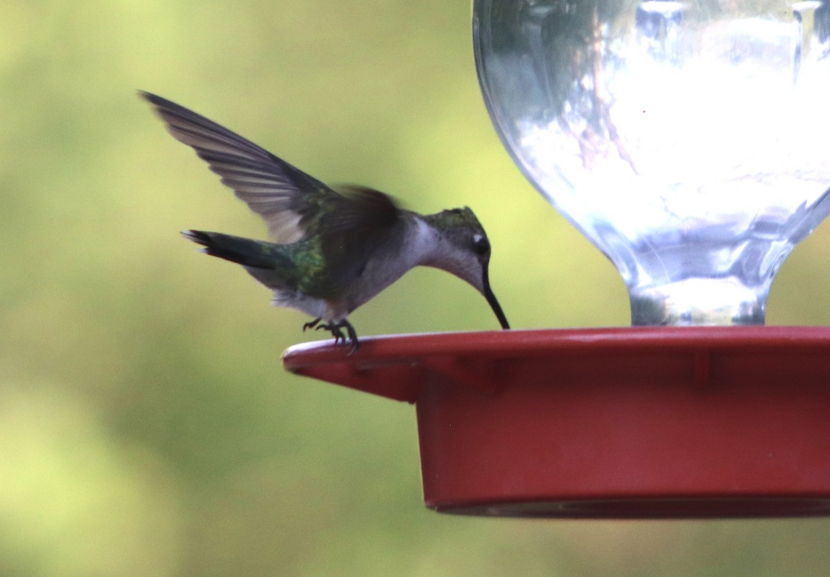 Ruby-throated Hummingbird - ML645866123